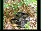 Feline Living by aiced, Photography->Pets gallery