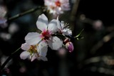 Spring blossoms - Almond by elektronist, photography->nature gallery