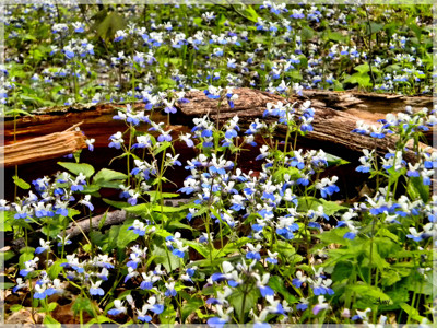 Click here to view at full resolution.