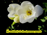 To the Japanese people by ovar2008, photography->flowers gallery