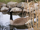 Goose On Pond by hirschikiss22, Photography->Birds gallery