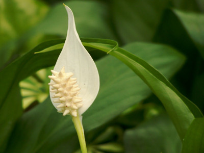 Click here to view at full resolution.