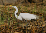 Grace in the Reeds by legster69, Photography->Birds gallery