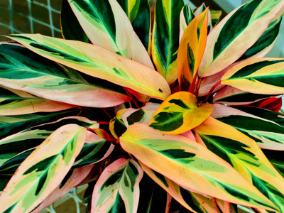 Click here to view at full resolution.