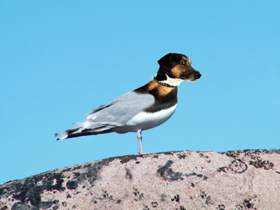 Click here to view at full resolution.