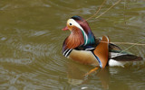 Mandarin duck by gonedigital, photography->birds gallery