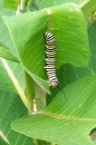 Danaus Plexippus Caterpillar (Monarch) by wencele, Photography->Insects/Spiders gallery