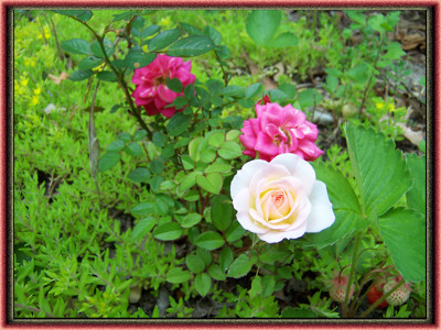 Click here to view at full resolution.
