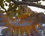 Squirrel by orgulho, Photography->Animals gallery