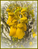 Te ura o te K&#333;whai by LynEve, photography->flowers gallery