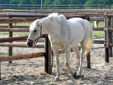 Lonely Mare by Ramad, photography->animals gallery