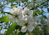 Happy Easter Everybody by Marzena, photography->flowers gallery