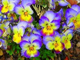 Little Pansies by bfrank, photography->manipulation gallery