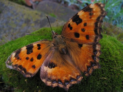 Click here to view at full resolution.