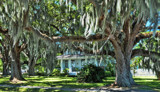 Spanish Moss by 100k_xle, photography->landscape gallery