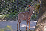 Kudu female by Ramad, photography->animals gallery