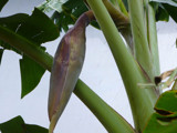 Inflorescence of plantain. by sahadk, Photography->Flowers gallery