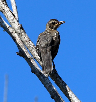 Click here to view at full resolution.