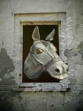 Mister Ed by rvdb, photography->manipulation gallery