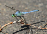 Green Darner by Tomeast, photography->insects/spiders gallery