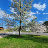 The Front Yard 8 by Jhihmoac, photography->landscape gallery