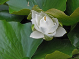 Lily &amp; Pads by Ramad, photography->flowers gallery