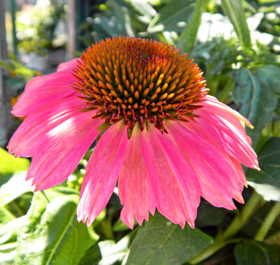 Click here to view at full resolution.