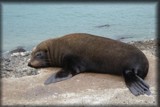 Fur Seal by LynEve, photography->animals gallery