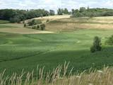 Oats Coming On! by Starglow, photography->landscape gallery