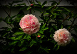 Two Beauties by vangoughs, photography->flowers gallery