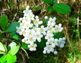 Beauty bush blooms? by GomekFlorida, photography->flowers gallery