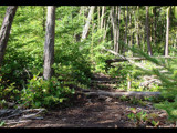 Fort Ebey Woods by Zaeyal, Photography->Landscape gallery