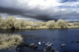 Shibdon Ponds by biffobear, Photography->Birds gallery