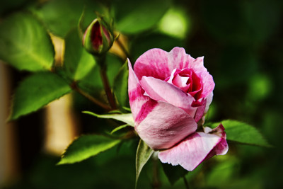 Click here to view at full resolution.