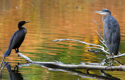 Click here to view at full resolution.