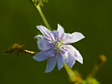 Chicory by unclejoe85, photography->macro gallery