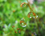 Catching Raindrops by CDHale, photography->macro gallery