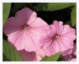 Fridays Petunias by Starglow, photography->flowers gallery