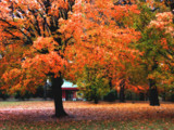 Orange after the Rain by jojomercury, Photography->Landscape gallery