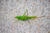 Katydid by Pistos, photography->insects/spiders gallery