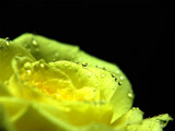 Feeling Yellow by Texan1968, photography->flowers gallery