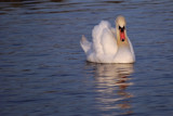 Just Floating Along by braces, Photography->Birds gallery