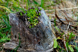 Driftwood Planter by gr8fulted, Photography->Nature gallery