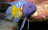 Eastern Blue Devil by Texan1968, photography->underwater gallery