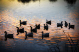Stubborn Geese by Rahjure, photography->birds gallery