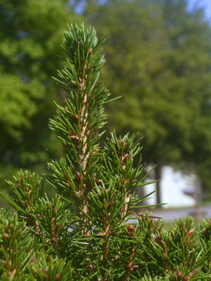 Click here to view at full resolution.