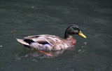 duck profile by crystaliane, Photography->Birds gallery