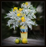 Dusty Miller by LynEve, photography->still life gallery