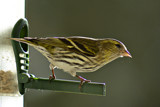 Siskin by Ramad, photography->birds gallery