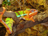 Reptile Covered By A Rainbow by crazypelo77, Photography->Reptiles/amphibians gallery